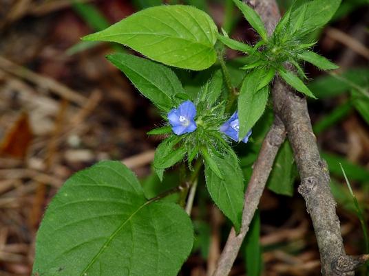 {Jacquemontia tamnifolia}
